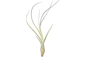 OMNIPLANTS Tillandsien, Tillandsia butzii
