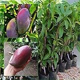 GRAFTED Thailand  Mango Tree plant Nam-Dok-Mai Si Mueng 18 inchTall Thai Purple Mango Juicy Fruit