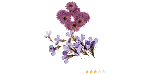 B Baosity 20pcs Fiori Secchi Abbellimenti Per Album Decorazione Amazon It Casa E Cucina