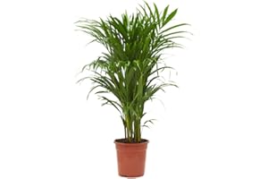 Verdecora Areca | Palmera amarilla | Palma de frutos de oro | Palmera bambú | Reina de las palmas | Planta Tropical natural d