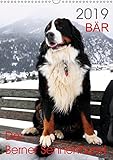 BÄR - Der Berner Sennenhund (Wandkalender 2019 DIN A3 hoch): Fotokalender mit Hundefotografien (Monatskalender, 14 Seiten ) (CALVENDO Tiere) by 
