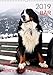 BÄR - Der Berner Sennenhund (Wandkalender 2019 DIN A3 hoch): Fotokalender mit Hundefotografien (Monatskalender, 14 Seiten ) (CALVENDO Tiere) by 