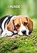Hunde 2016 - Dogs - Bildkalender (24 x 34) - Tierkalender by 