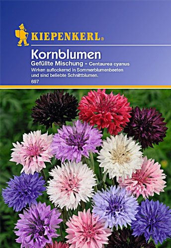Centaurea Kornblumen gefüllte Mischung