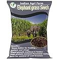 Iagrifarm Elephant Grass Seed - 250 gram/Pennisetum purpureum/Napier grass seed/Multicut Grass Seed/for Goat,Cow,Livestock and Cattle