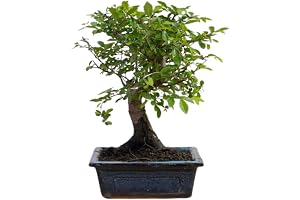 Zelkova