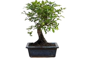 Verdecora Bonsai 5 años | En maceta de cerámica de 15x10x5cm (Zelkova - Olmo Chino)