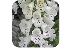 GROWTANICAL Foxglove Digitalis 'Dalmatian White' x 6 Large Perennial Cottage Garden/Woodland Border Plug Plants