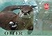 Otter. Frech, laut und clever (Wandkalender 2019 DIN A4 quer): Putzige Räuber und echte Rabauken im und am Wasser (Geburtstagskalender, 14 Seiten ) (CALVENDO Tiere) by 