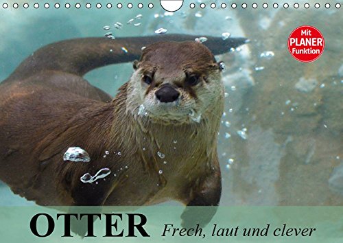 Otter. Frech, laut und clever (Wandkalender 2019 DIN A4 quer): Putzige Räuber und echte Rabauken im und am Wasser (Geburtstagskalender, 14 Seiten ) (CALVENDO Tiere)