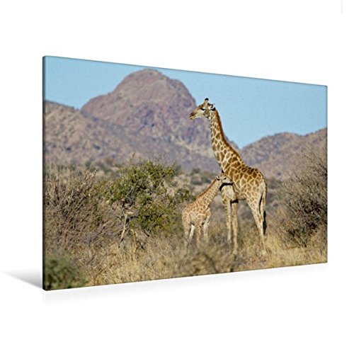 Premium Textil-Leinwand 120 cm x 80 cm quer, Giraffe mit Jungtier | Wandbild, Bild auf Keilrahmen, Fertigbild auf echter Leinwand, Leinwanddruck (CALVENDO Tiere)