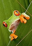 für DIN A3 RNK 45301 Rotaugenfrosch Zeichenmappe Kunststoff, A3, 310 x 440 mm