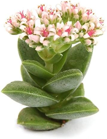 Pegasus Flora Succulent Live Plant crassula-springtime