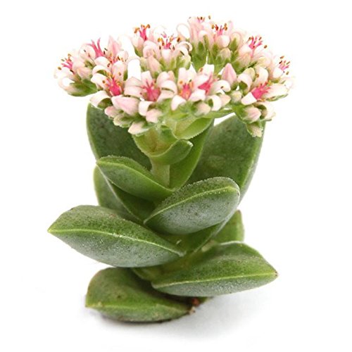 Pegasus Flora Succulent Live Plant crassula-springtime