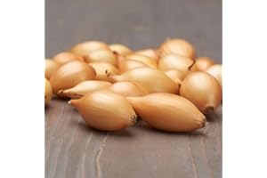 DUTCH BULBS EXCLUSIVE PLANTS FROM HOLLAND Pianta bulbi da orto - 500 gr Cipolla Shakespeare - Dolce Leggermente Piccante - Qualità olandese - 14-21 mm (non semi)