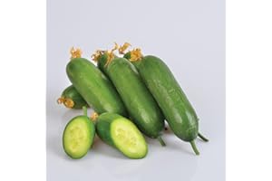TOKISO Cucumber Plants 'F1 Mini Munch' - 3 X 9cm Pot Plants.