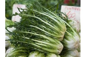 PAGANO DOMENICO E FIGLI SEMENTI DAL 1954 CICORIA CATALOGNA PUNTARELLE DI GALATINA NR.300 SEMI