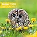 Eulen 30x30 2018 by