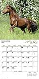 Image de Horse Lovers 2013 Calendar