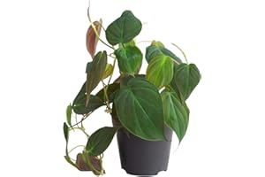 PLNTS - Philodendron Scandens Micans - Plante verte - Plante d'intérieur en 12 cm Pot - Hauteur 15 cm