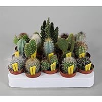 Blumen Senf Mini-Kakteen Set mit 10 Pflanzen + Sortenschilder Zimmerpflanze