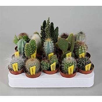10 verschiedene Kakteen 5,5cm Topf im Set: Amazon.de: Garten