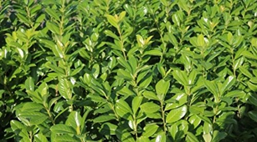 Immergrüne frostharte Kirschlorbeer Topfware Novita Prunus Laurocerasus ca. 50cm 10 / 20 oder 50Stück (50) - 2