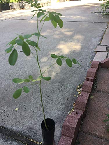 Preisvergleich Produktbild 4 Moringa für se by Farmerly