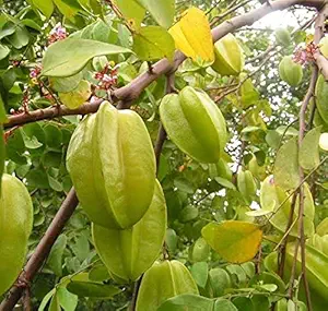 Mphmi Star Fruit (Carambola/Averrhoa Carambola) Healthy Live Plant