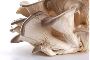 AMOREBIO Austernpilze Traube 1 x 1 kg