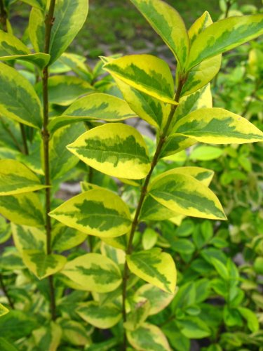 Goldliguster Ligustrum ovalifolium Aureum 100 – 125 cm hoch im 5 Liter Pflanzcontainer - 2