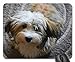 Produktbild Mouse Pads - Havanese Dog Puppy Small Dog Good Pet 1