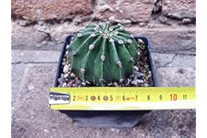 GEOSISM & NATURE Híbrido de Echinopsis oxygona. flor rosa 6cm, cactus, planta suculenta