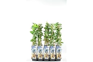 Blommor Senf sibirisk blåbär - Lonicera caerulea