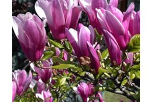 GARDENEXPERT Magnolia 'Susan' 13cm Pot Size