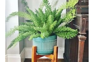 CAMBRIDGE BEE Asparagus densiflorus Myersii - Foxtail Fern - Evergreen- Easy Care in 12cm Pot