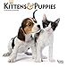 Produktbild Kittens & Puppies 2019 Calendar