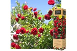 BLUE MAGIC DESIGN 1 Gorgeous Fragrant Red Climbing Rose Bare Rooted Plant Bush Shurb Trellises Outdoor Landscape Aroma Flowers Archway Garden Fences Pergola