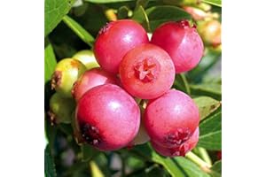 COUNTRY CLIMBERS & GARDEN FAVOURITES Blueberry Pink Lemonade Plant Late Summer Variety with Sweet Pink Fruit Ideal for Patio and containers Grown in 9cm Square Pot