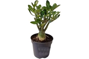 Plant in a Box - Adenium Obesum - Rosas del desierto - Maceta 10,5cm -Altura 25-40cm