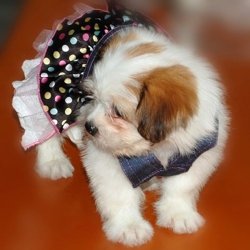 Dog-Denim-Dress-Pink-Sequin-Heart-Pocket-Chest-Circumference-Approx-115-Inch