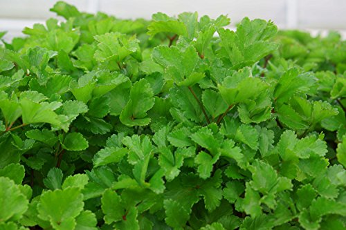 Staudensilie Ein neuer Stern am Kräuterhimmel! 1 Pflanze