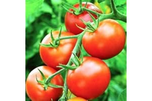 GARDEN TREASURES Deree Tomato Moneymaker Seeds Garden Treasure Sow Outdoors Indoors Seeds