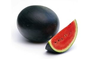 PREMIER SEEDS DIRECT Water Melon - Sugar Baby - 40 Seeds - Organic/BIO