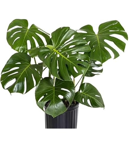 philodendron cream Philodendron 'Silver Stripe' or 'Rio' Vines – Wasson Nursery main image 0