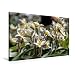 Produktbild Calvendo Premium Textil-Leinwand 90 cm x 60 cm Quer, Tulipa turkestanica | Wandbild, Bild auf Keilrahmen, Fertigbild auf Echter Leinwand, Leinwanddruck: Wildtulpen Natur Natur