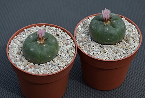 Lophophora williamsii peyote ab 4cm – 2 Stück. - 3