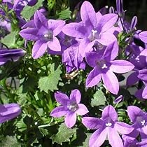 Campanula Carpatica 'Weisse Clips' – 6 Piante Perenni In Vaso 9x9 Cm, Fiori Bianchi Per Giardino E Balcone - 3