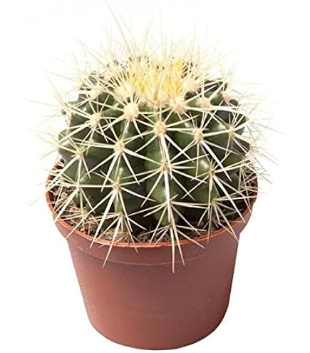 Echinocactus grusonii - Schwiegermuttersitz, Goldkugelkaktus Schale 23 cm  groer Kaktus : Amazon.de: Garten