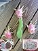 Produktbild FARMERLY Drachenfrucht, LIVE Pitahaya Cutting Propagation ing Essbare Cacti Lebensmittel by